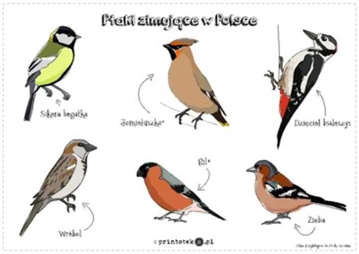 Odkryj tajemnice ptaków odlatujących na zimę – fascynujący film edukacyjny