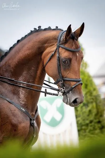 Książki o jeździectwie