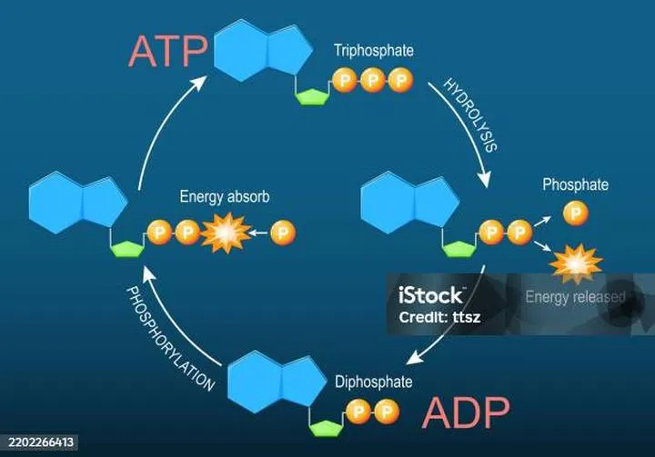 Rola ATP w metabolizmie